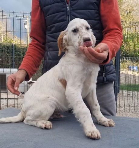 de la centaurée noire - Disponible chiot mâle 