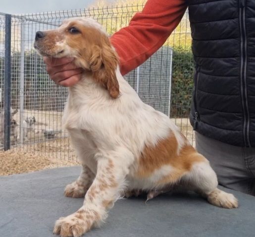 de la centaurée noire - Disponible chiot mâle 