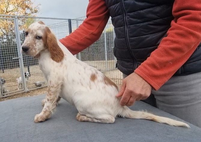 de la centaurée noire - Disponible chiot mâle 