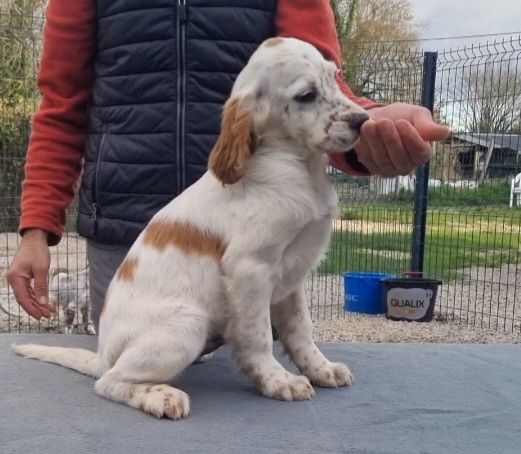 de la centaurée noire - Disponible chiot mâle 