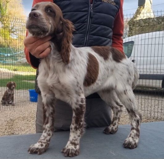 de la centaurée noire - Disponible chiot mâle 