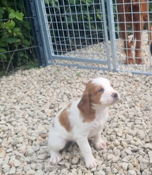 de la centaurée noire - Chiots disponibles - Epagneul Breton