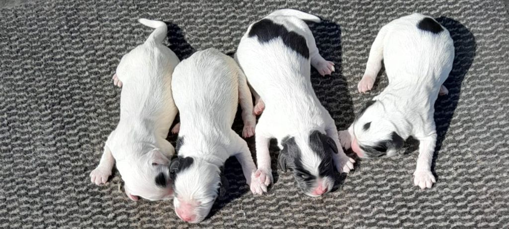 de la centaurée noire - Chiots disponibles - Setter Anglais