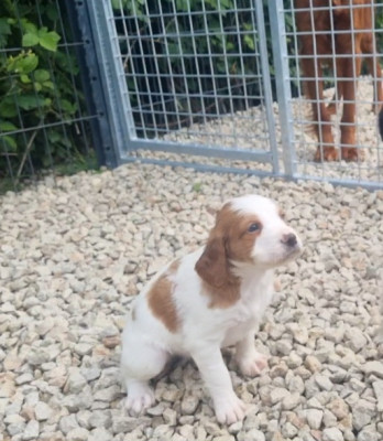 CHIOT 8