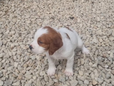 CHIOT 9